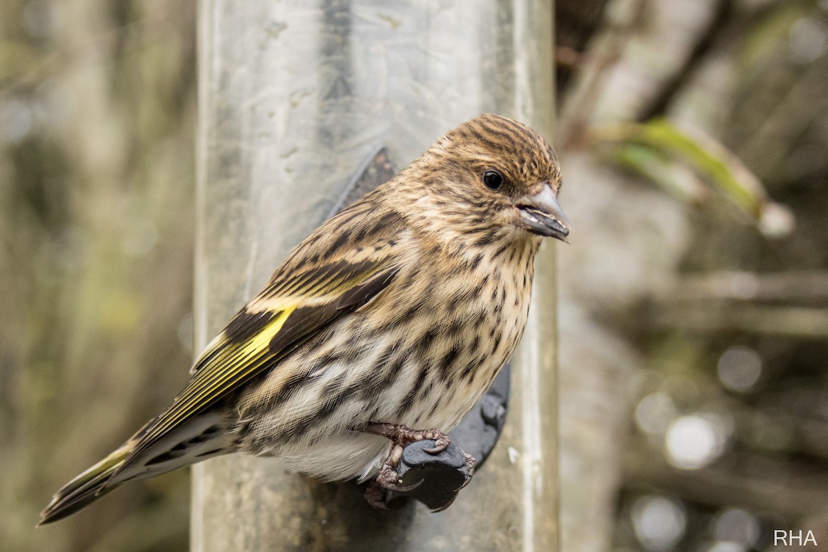 Pine Siskin - Roger Adamson