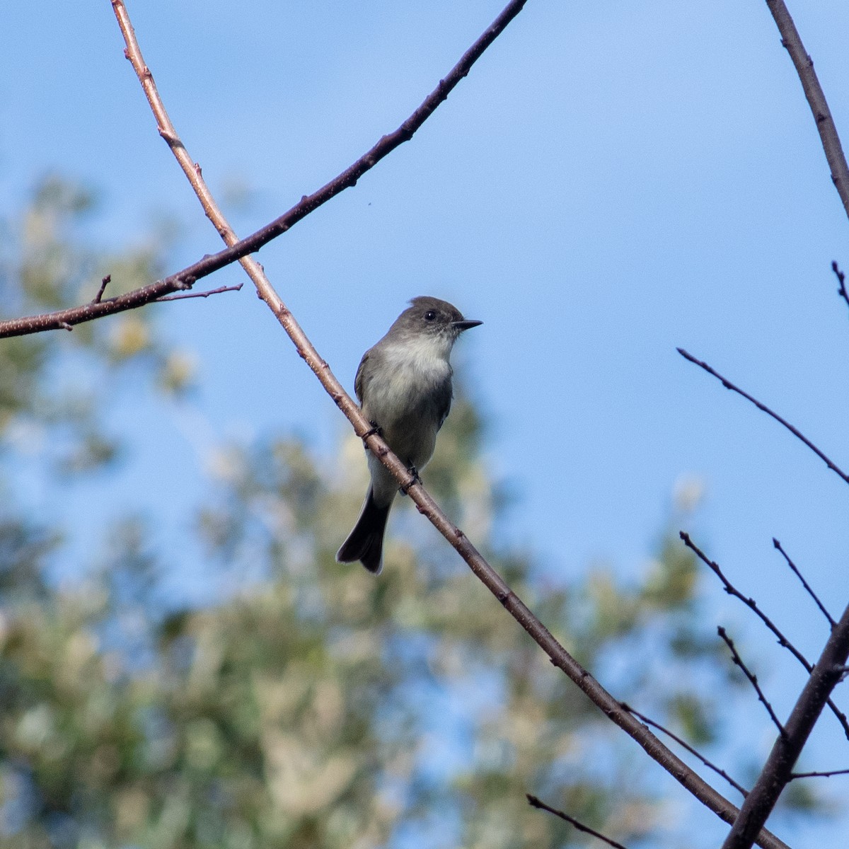 Eastern Phoebe - Roshan Nepal