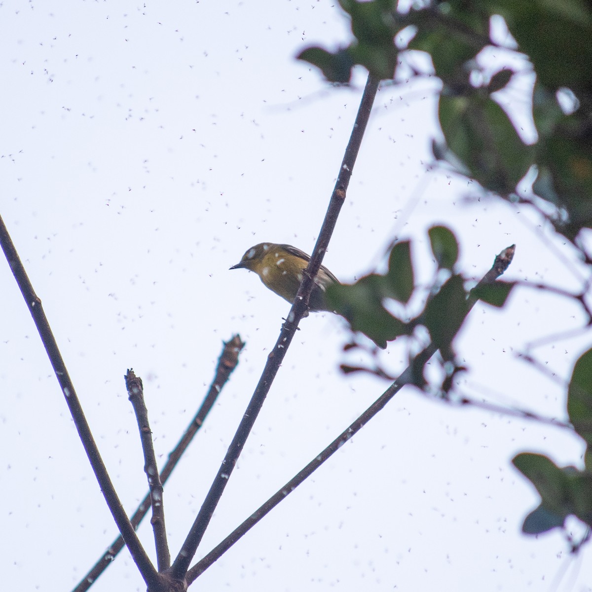 Pine Warbler - Roshan Nepal