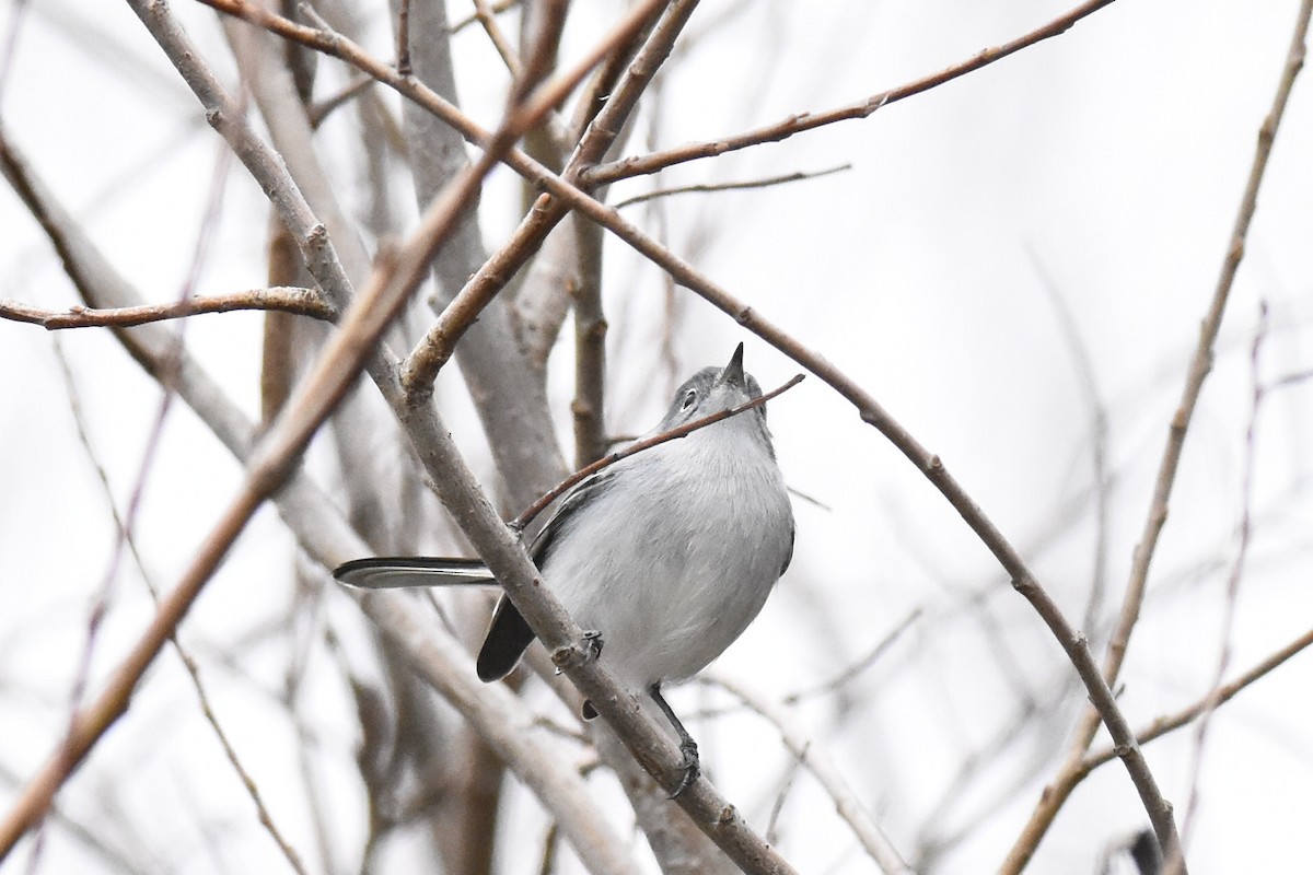 Blue-gray Gnatcatcher - ML396532491