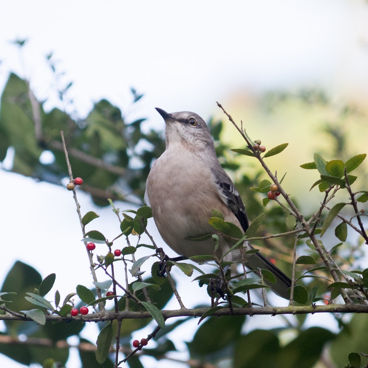 Northern Mockingbird - Roshan Nepal