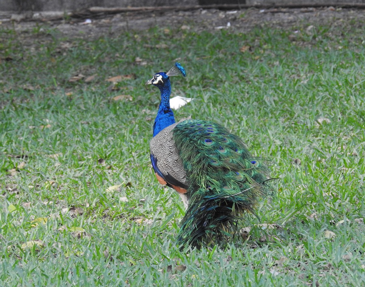 Indian Peafowl - Daniel Horton