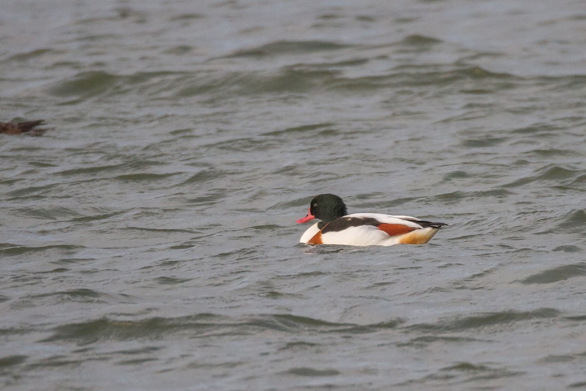 Common Shelduck - ML39653771