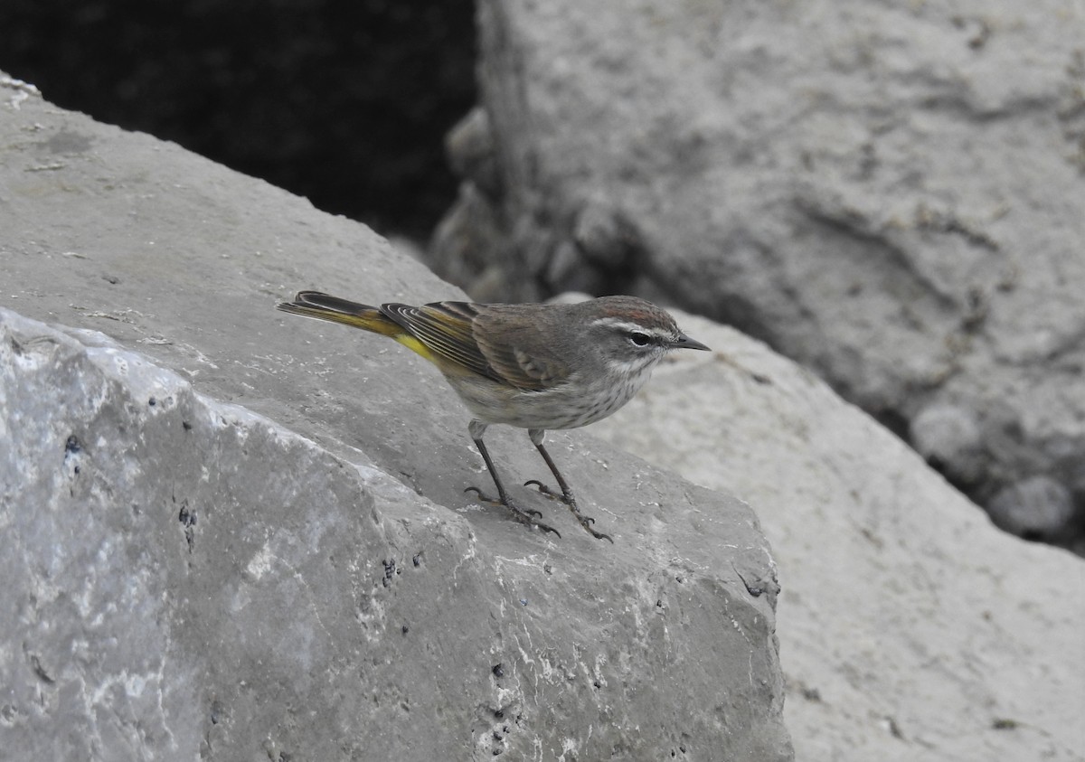 lesňáček bažinný (ssp. palmarum) - ML396538651