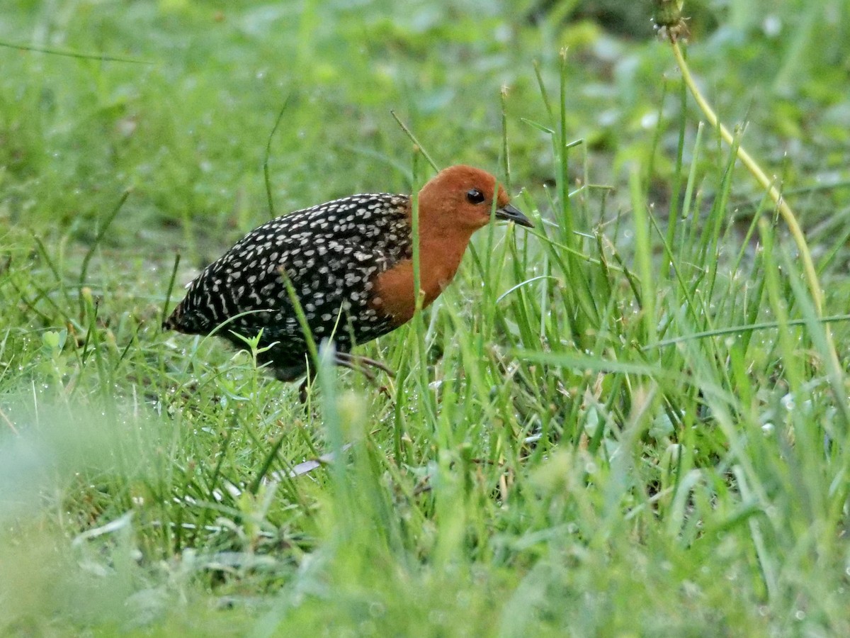 Buff-spotted Flufftail - Zach V