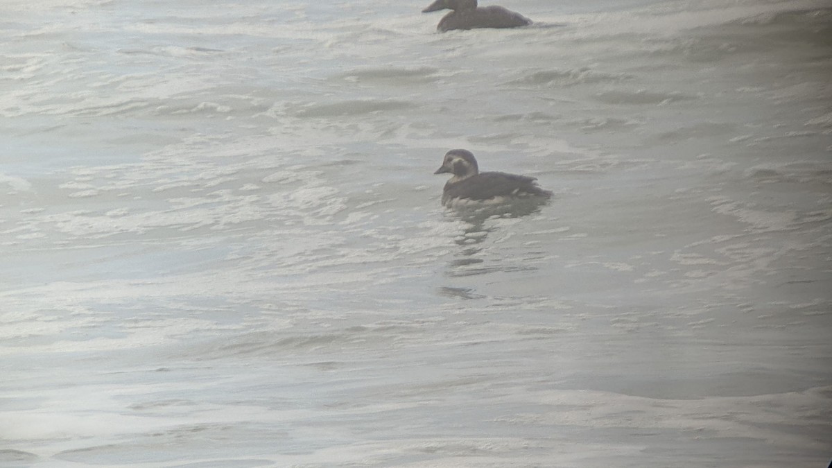 Long-tailed Duck - ML396538991