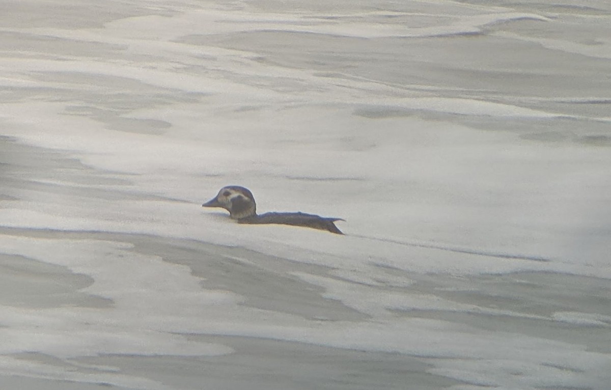 Long-tailed Duck - ML396539061