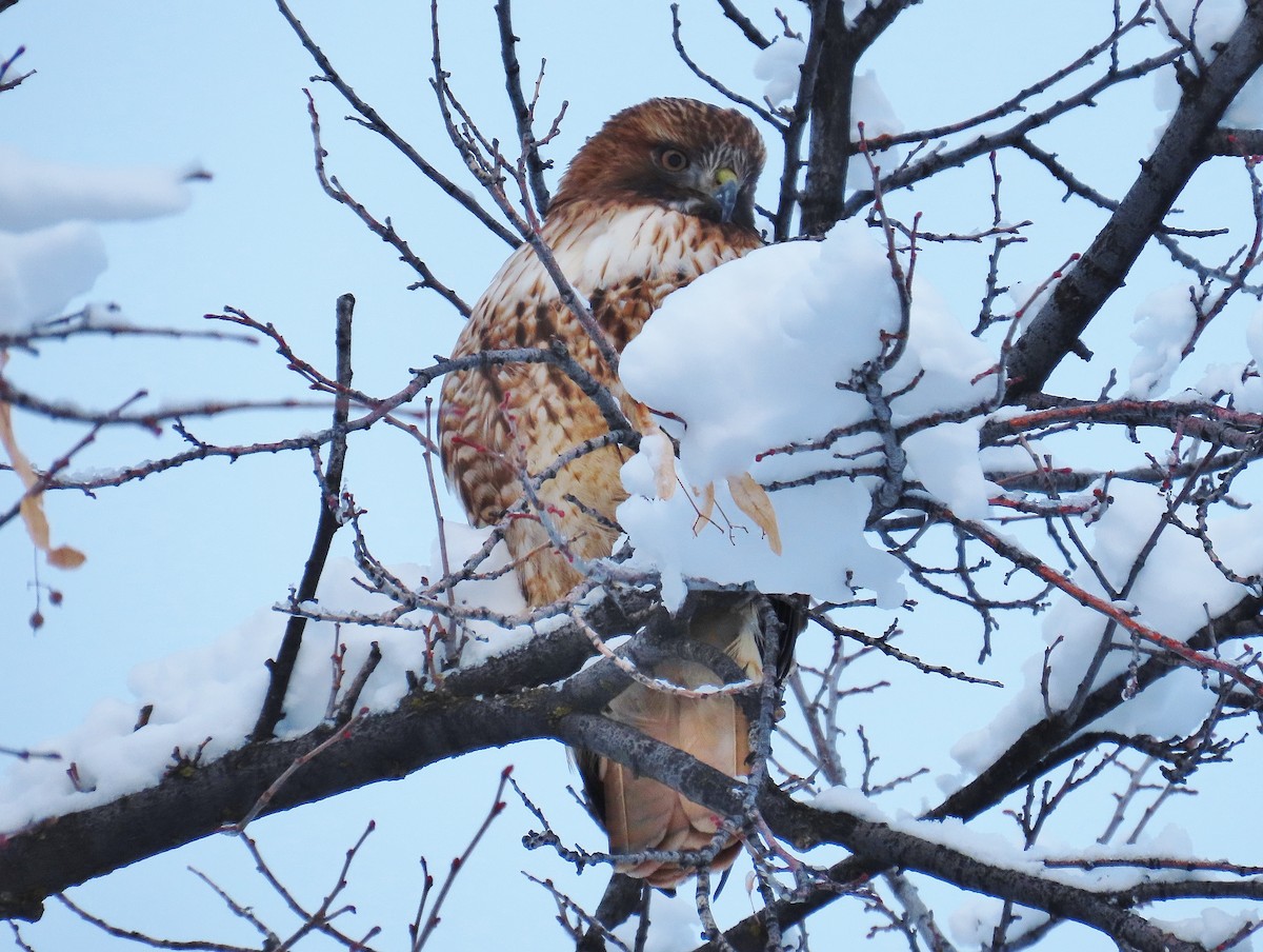 Red-tailed Hawk - ML396539881