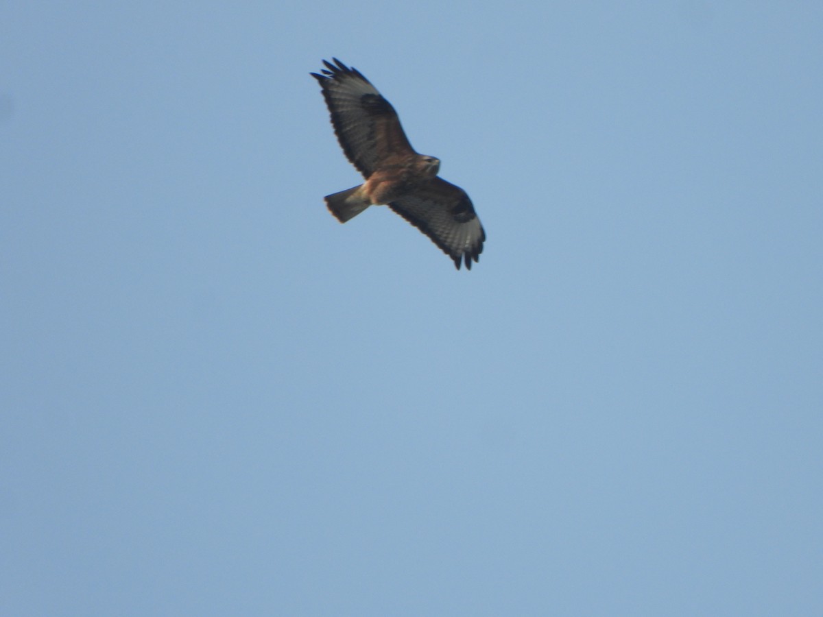 Common Buzzard - ML396540031