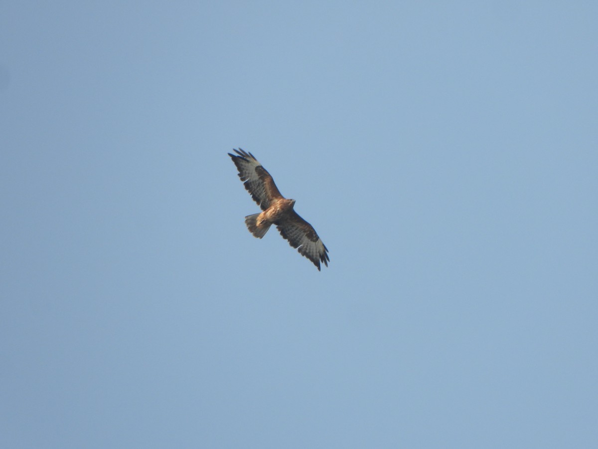 Common Buzzard - ML396540091