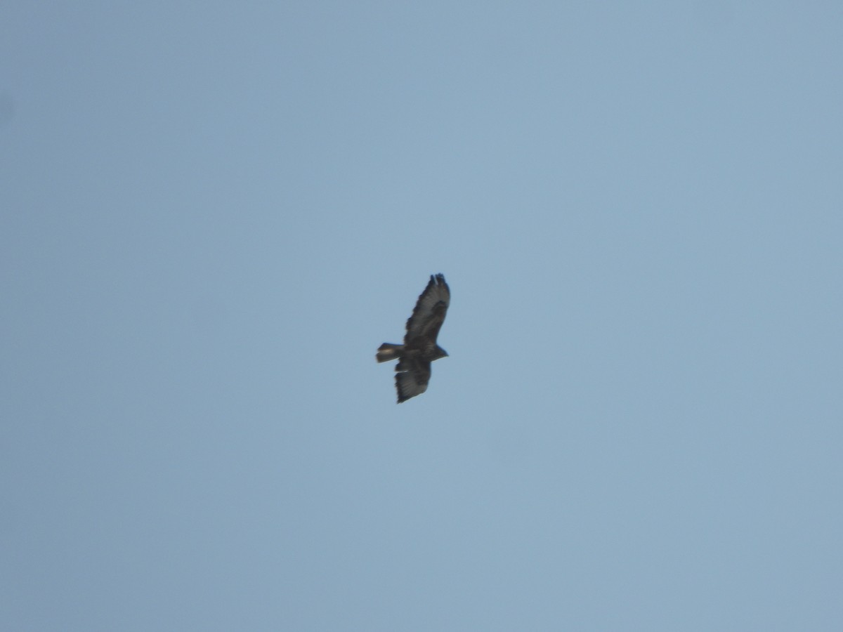 Common Buzzard - ML396540101