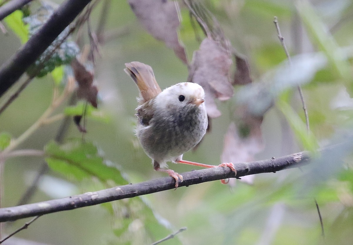 Tasmanian/Brown Thornbill - ML39654151