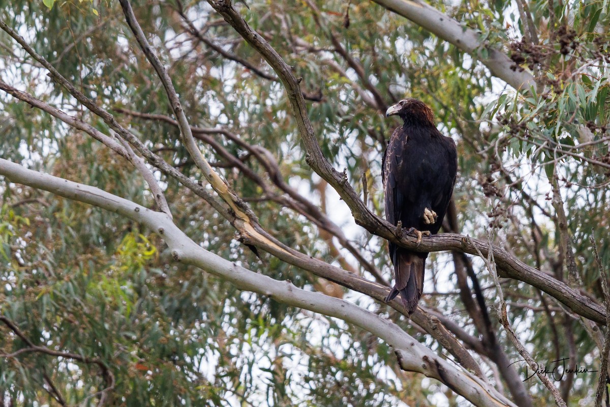 Águila Audaz - ML396542431