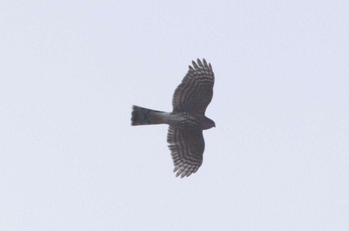 Sharp-shinned Hawk - ML396543061