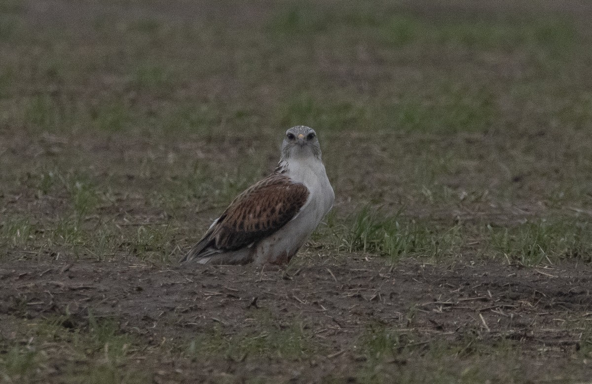 Ferruginous Hawk - ML396543101