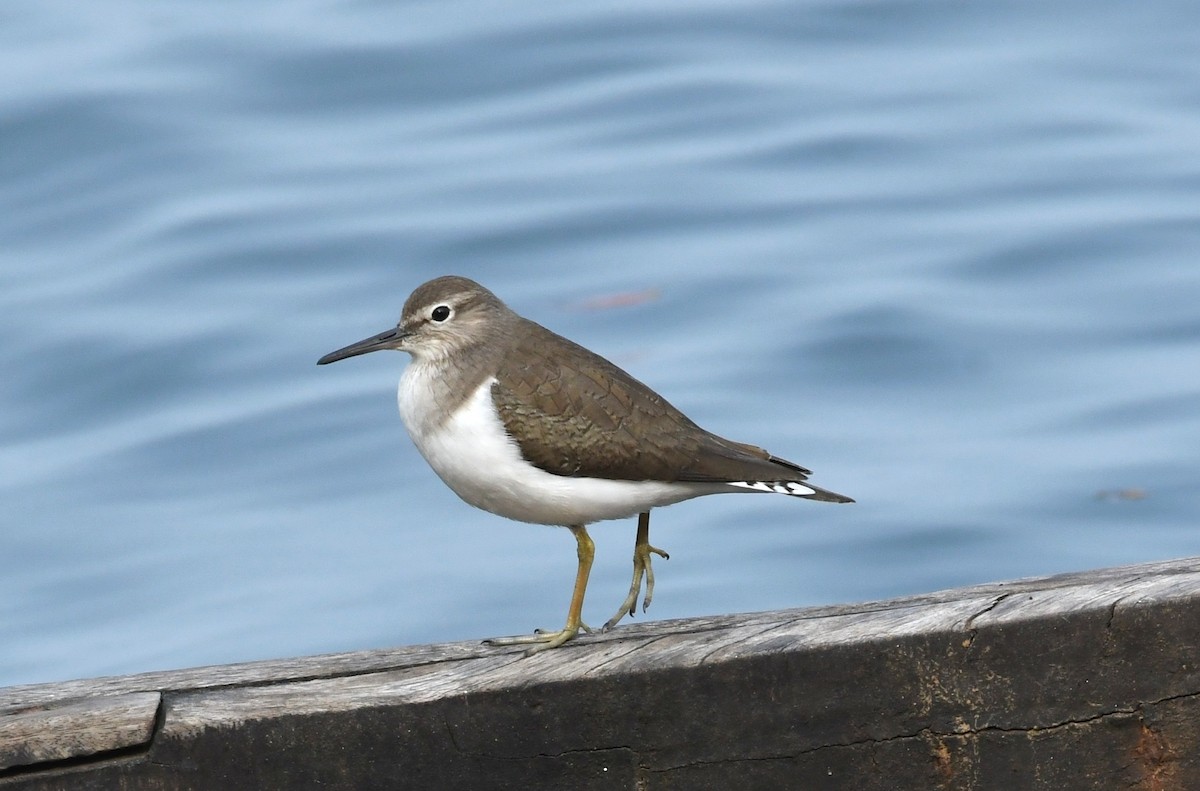 Common Sandpiper - mathew thekkethala