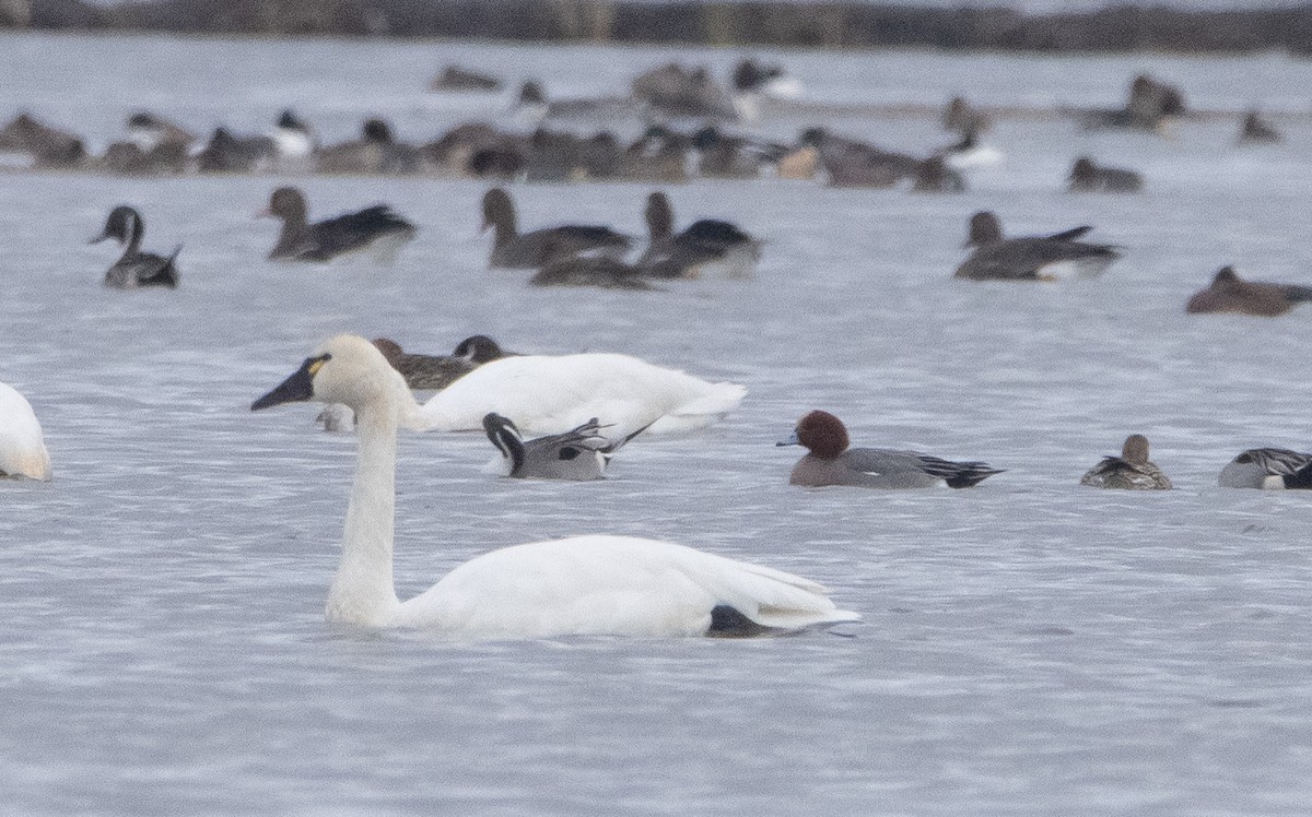 Eurasian Wigeon - Liam Huber