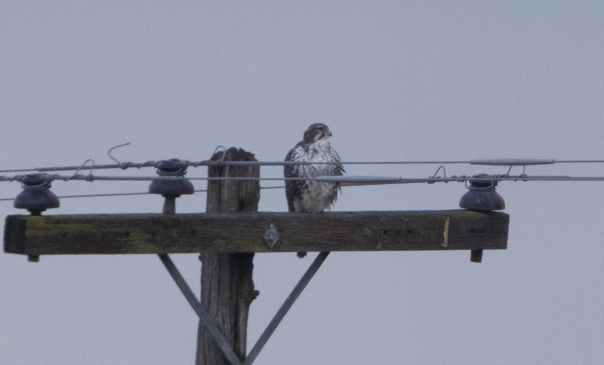 Prairie Falcon - ML396544031