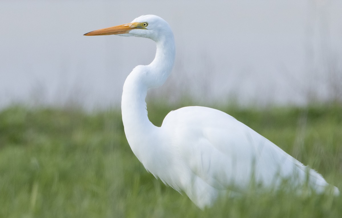 Great Egret - ML396544801