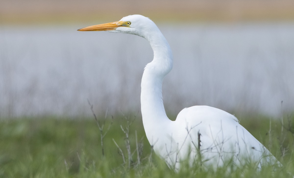 Great Egret - ML396544811