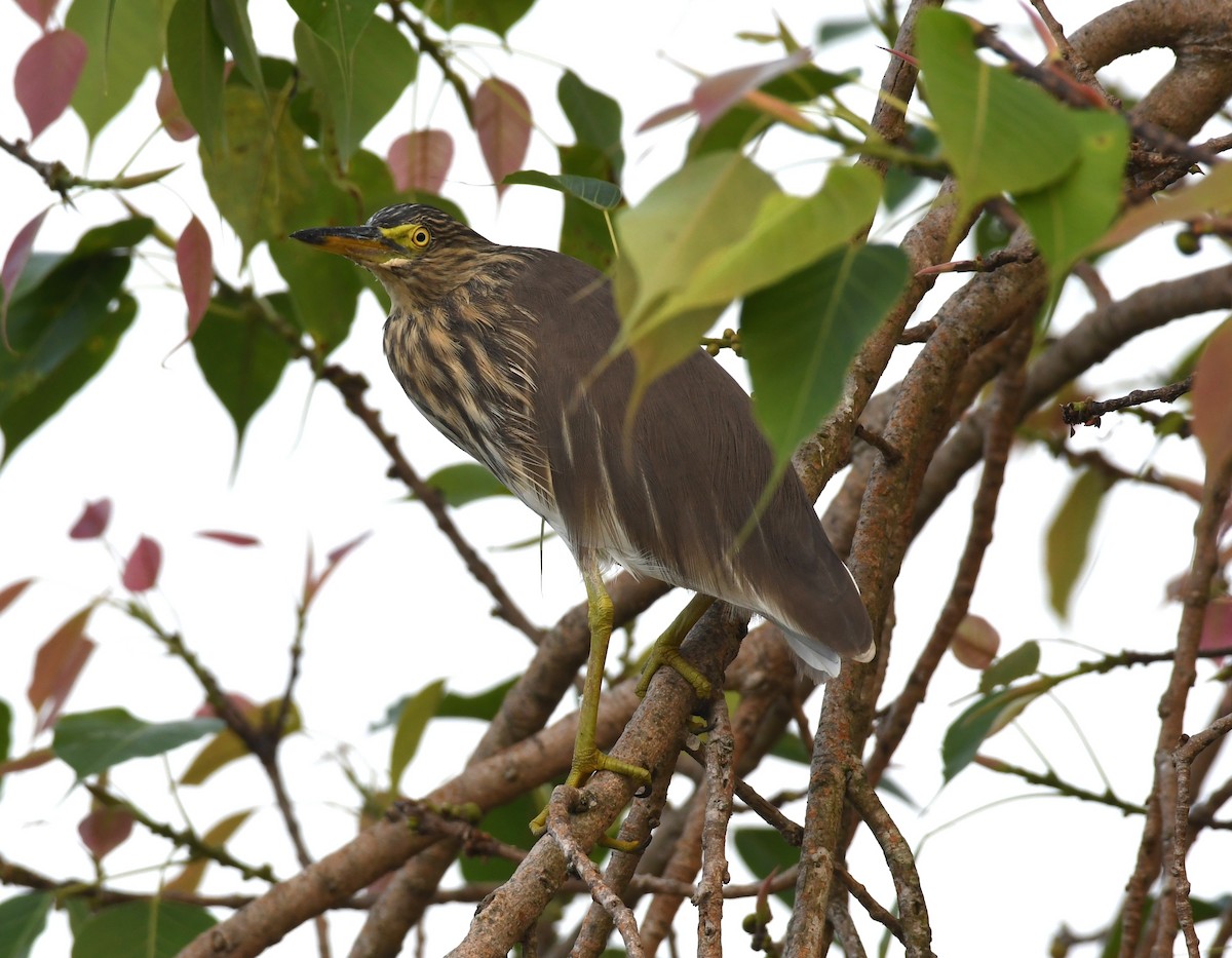 Indian Pond-Heron - ML396545141