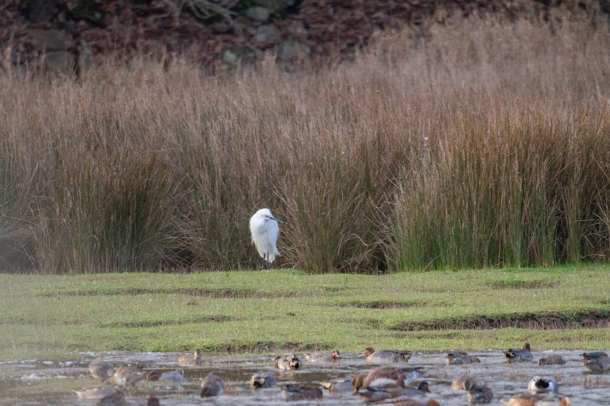 Little Egret - ML39654551