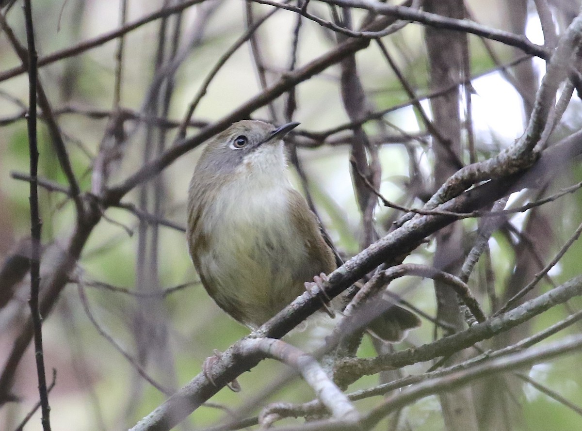 Scrubtit - Gil Ewing