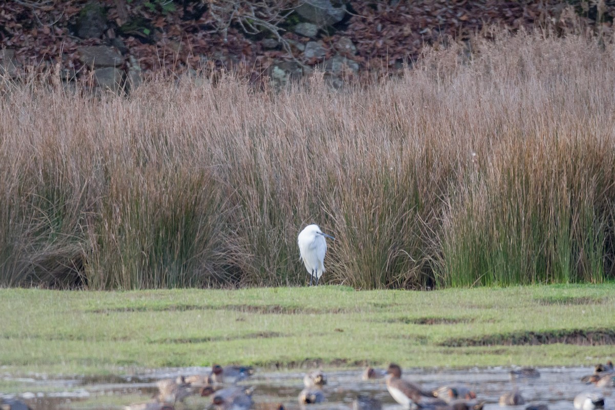 Little Egret - Terry Woodward