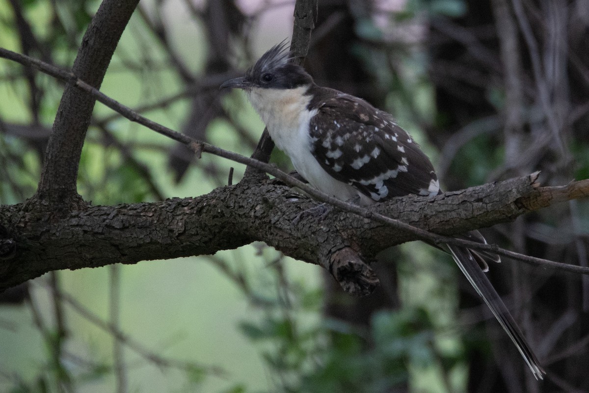 Great Spotted Cuckoo - ML396546851