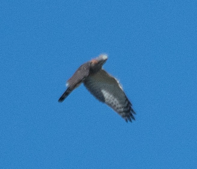 Double-toothed Kite - ML396547061