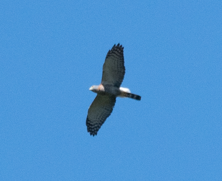 Double-toothed Kite - ML396547071