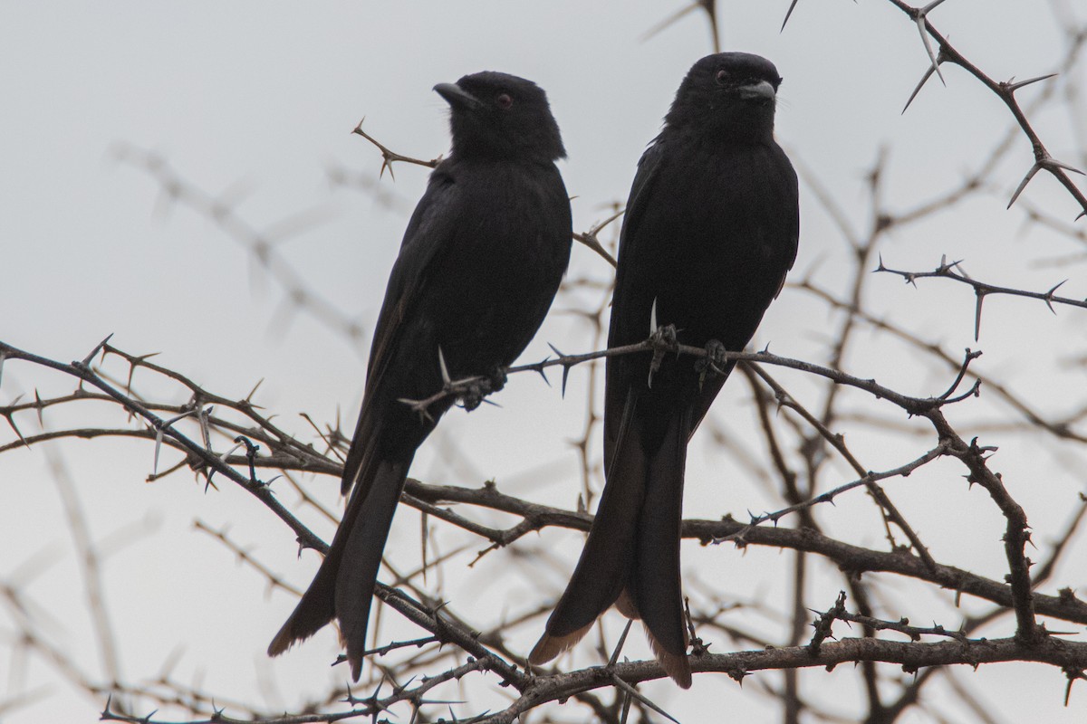 Fork-tailed Drongo (Clancey's) - ML396547181