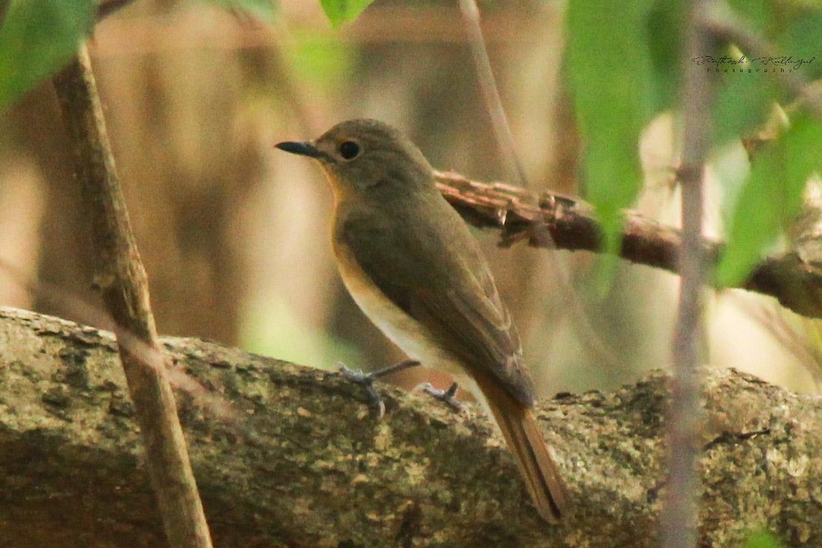 Blue-throated Flycatcher - ML396548081