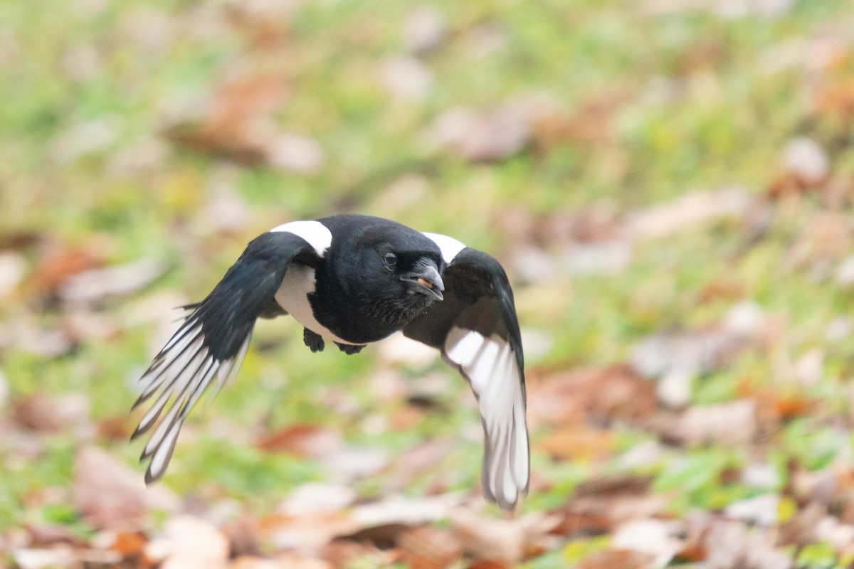 Oriental Magpie - ML396548811