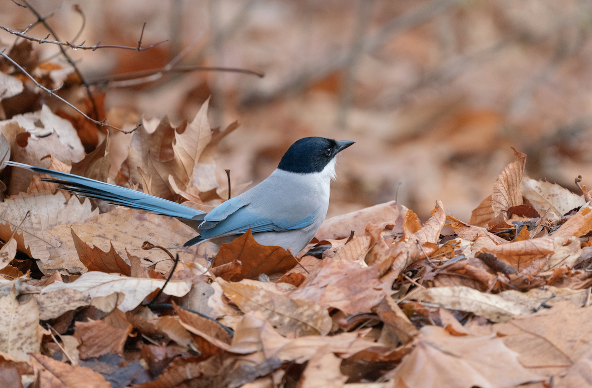 Pie-bleue à calotte noire - ML396549091