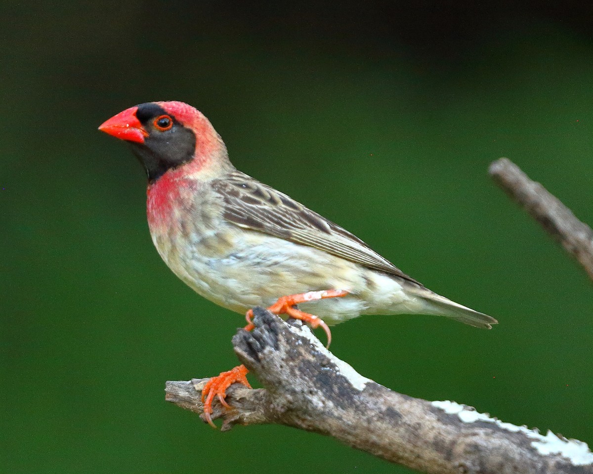 Red-billed Quelea - ML396549461