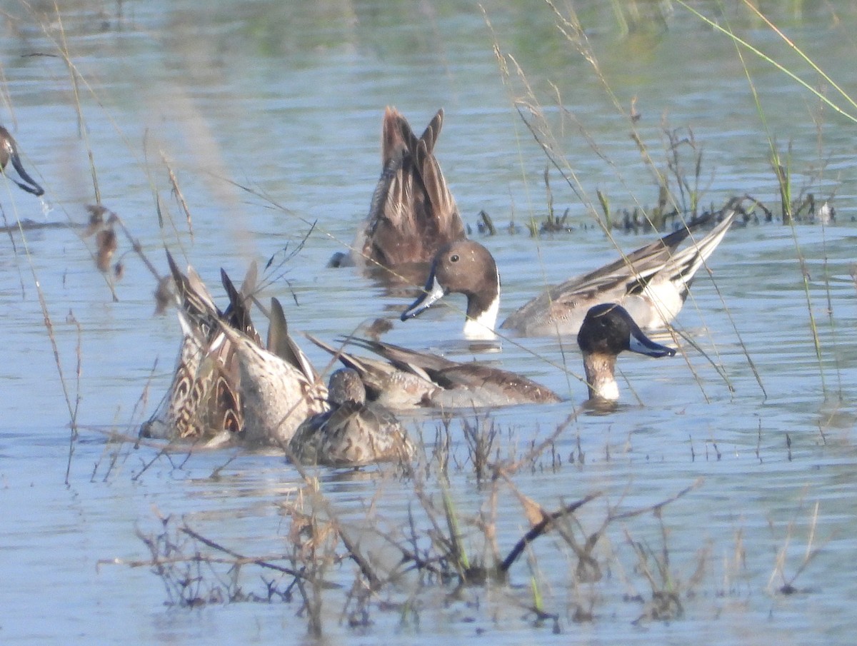 Northern Pintail - ML396549611