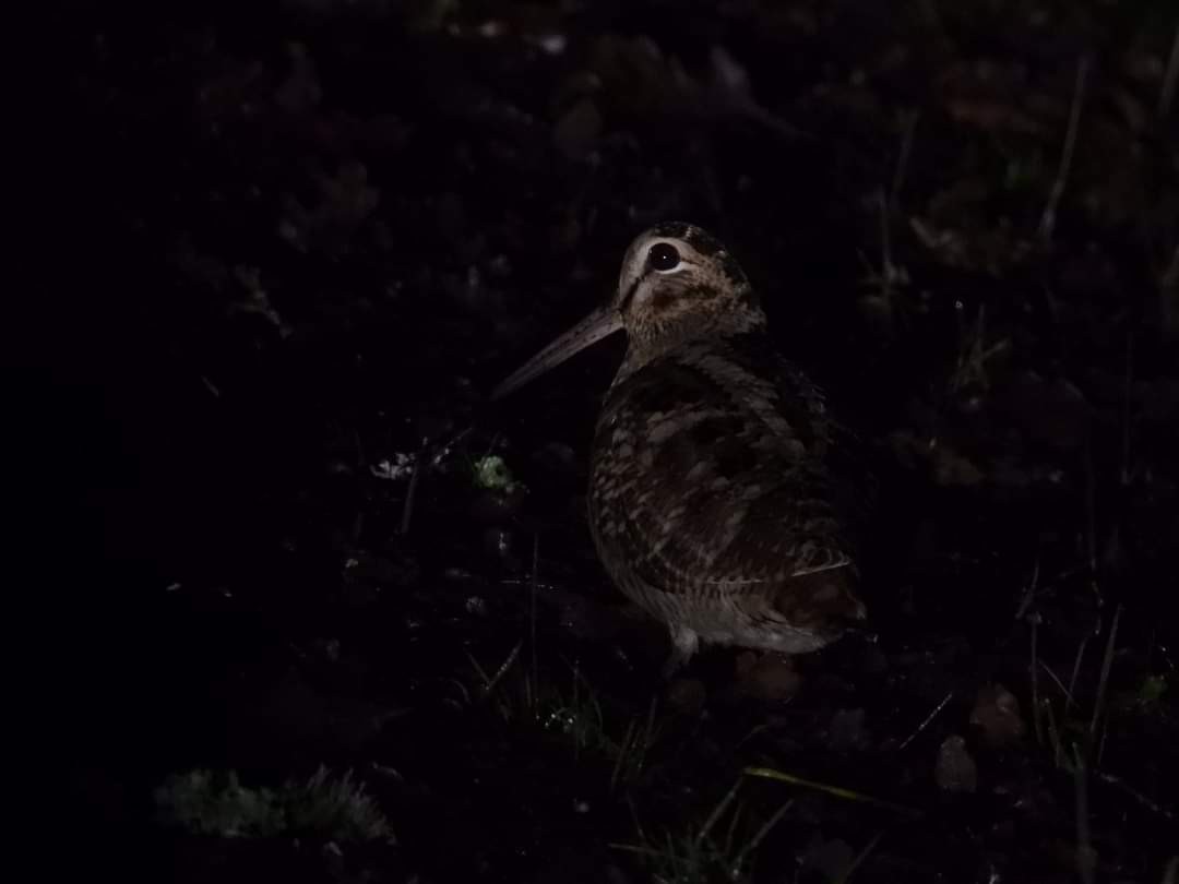 Eurasian Woodcock - ML396550141