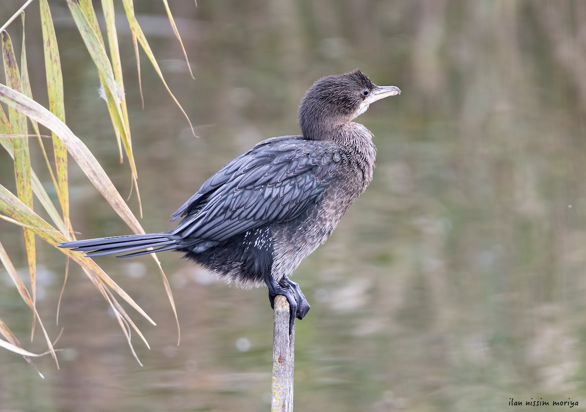 Pygmy Cormorant - ML396550281