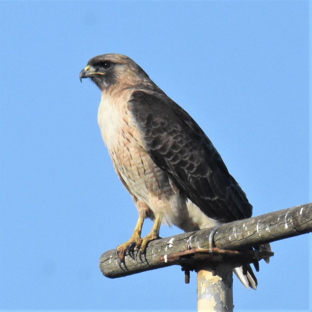 Red-tailed Hawk - ML396550381