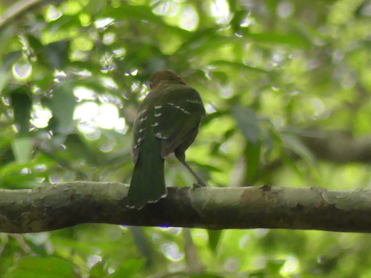 Green Catbird - Andrew Sides