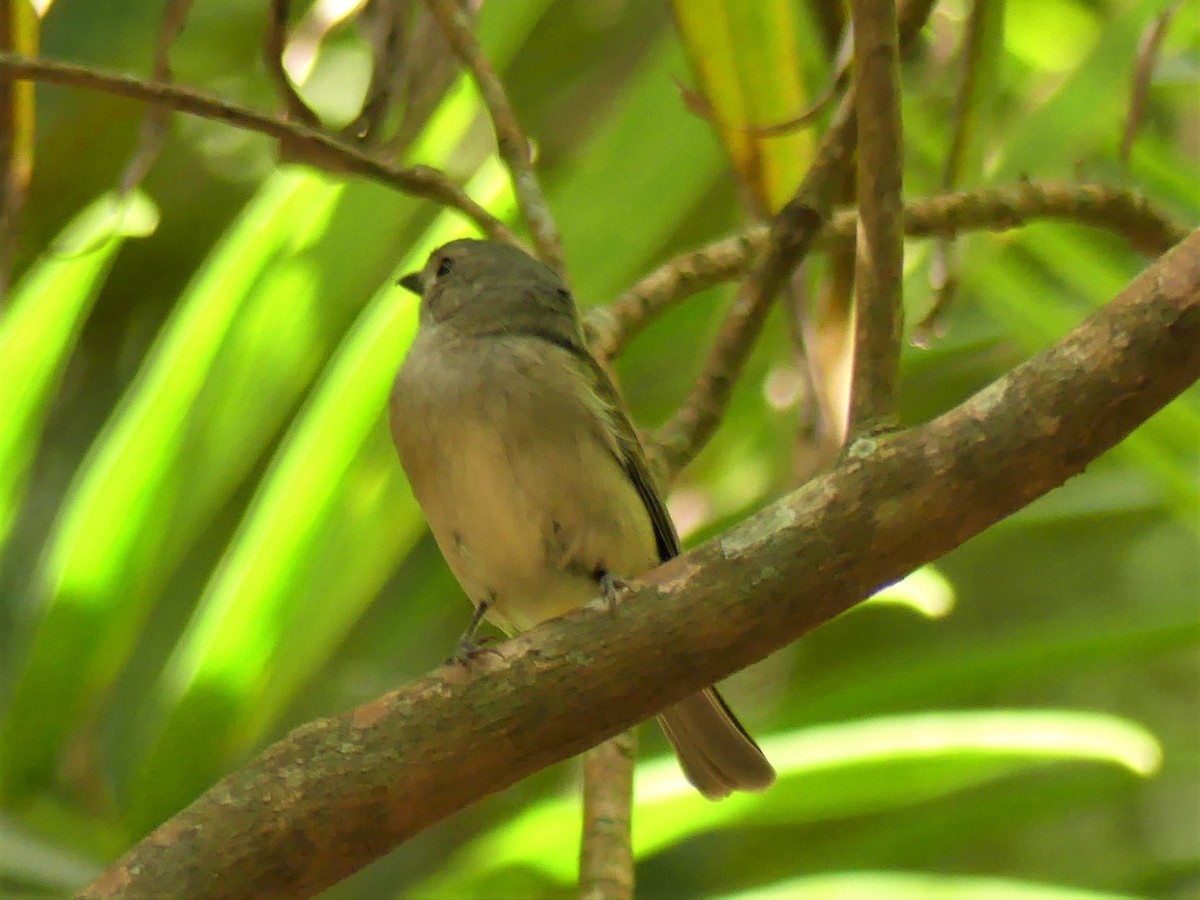 Golden Whistler - ML396551491