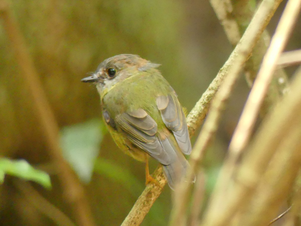 Pale-yellow Robin - ML396551511