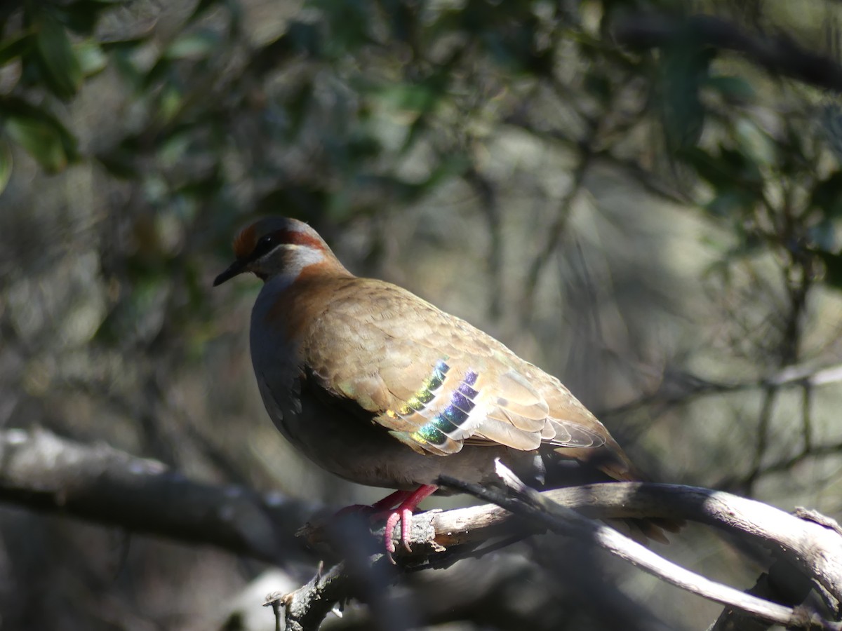 Brush Bronzewing - ML396552321