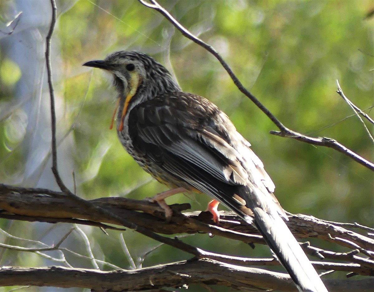 Yellow Wattlebird - ML396552471