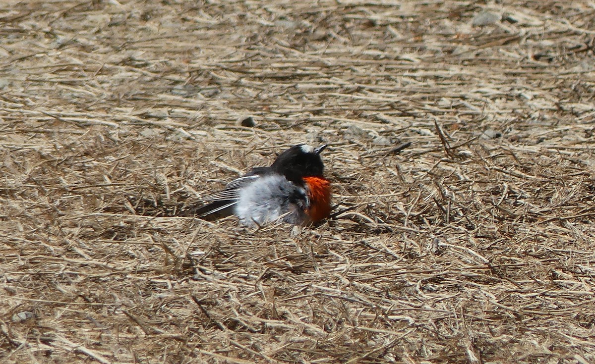 Scarlet Robin - ML396552561