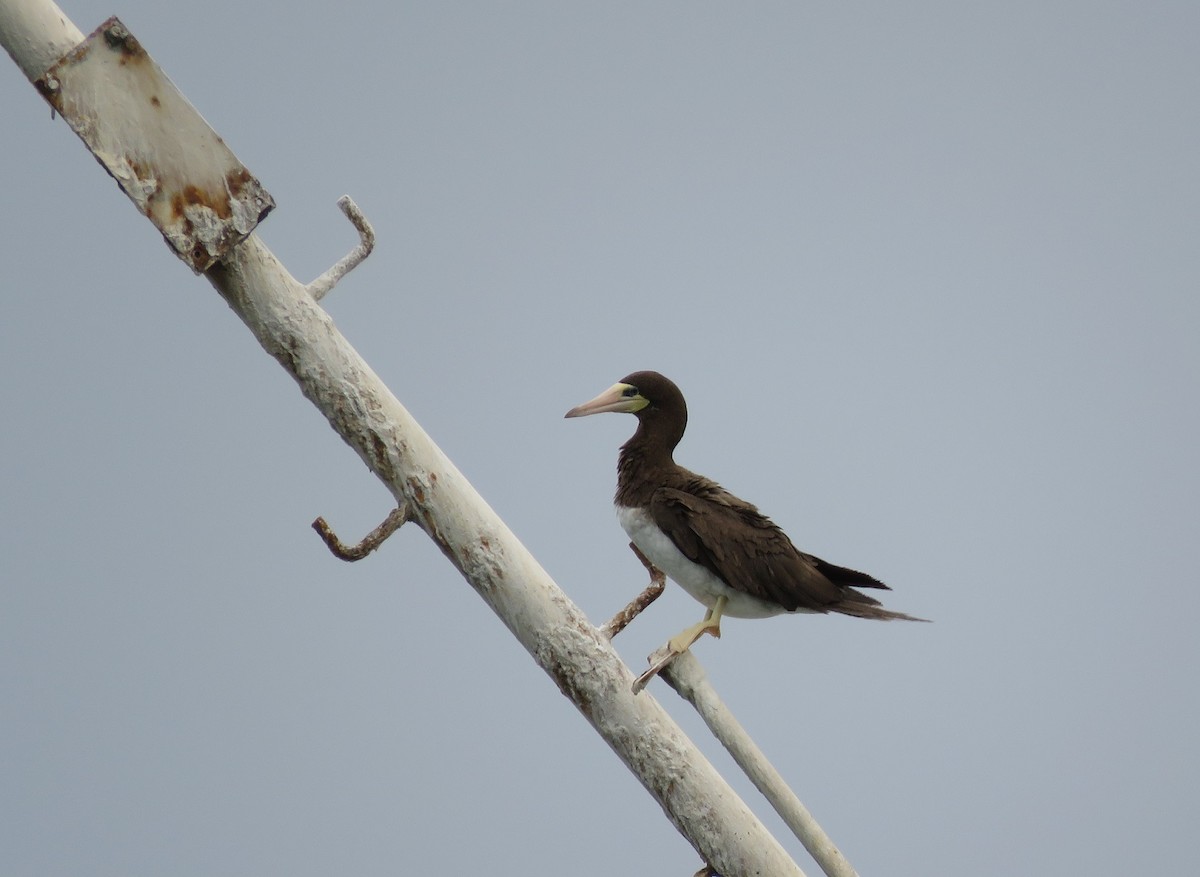 Brown Booby - ML396553531