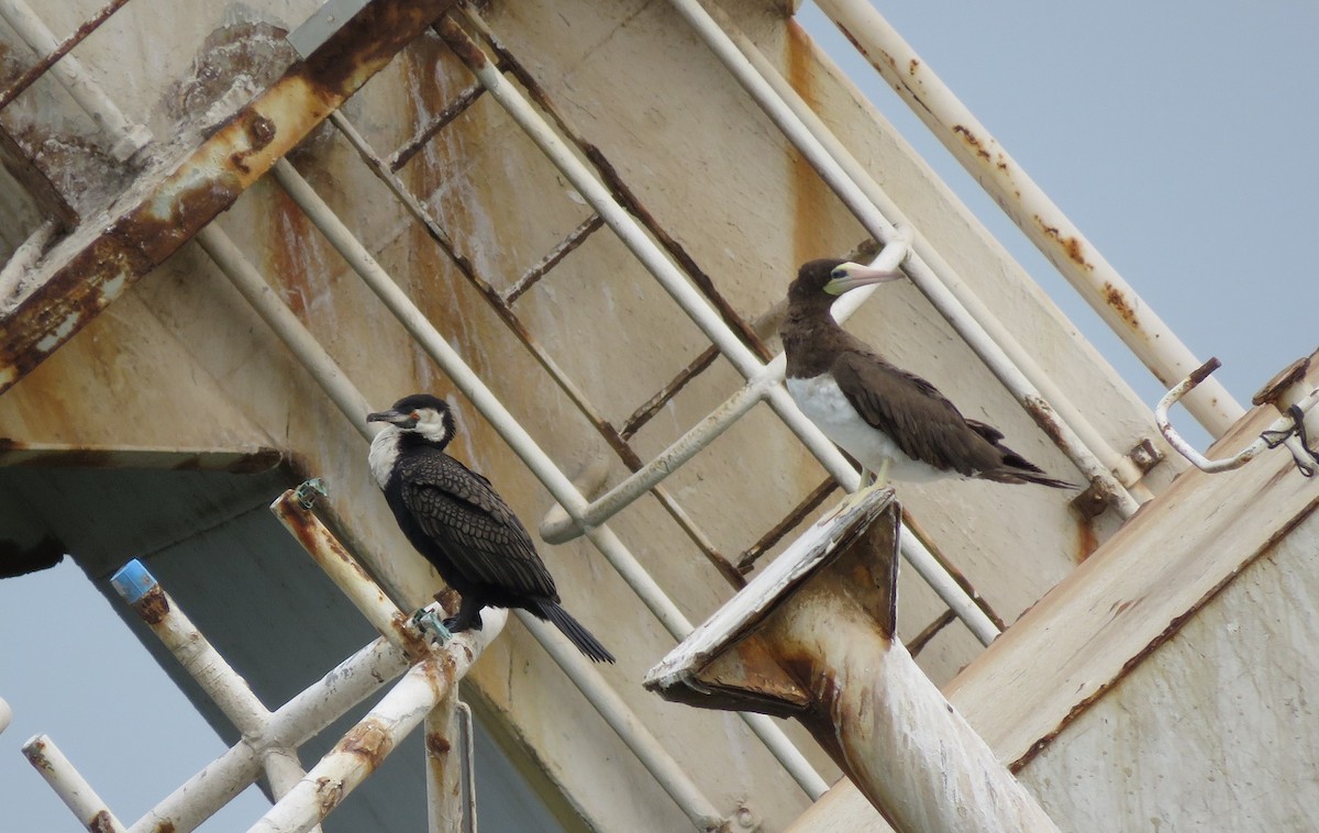 Brown Booby - ML396553551