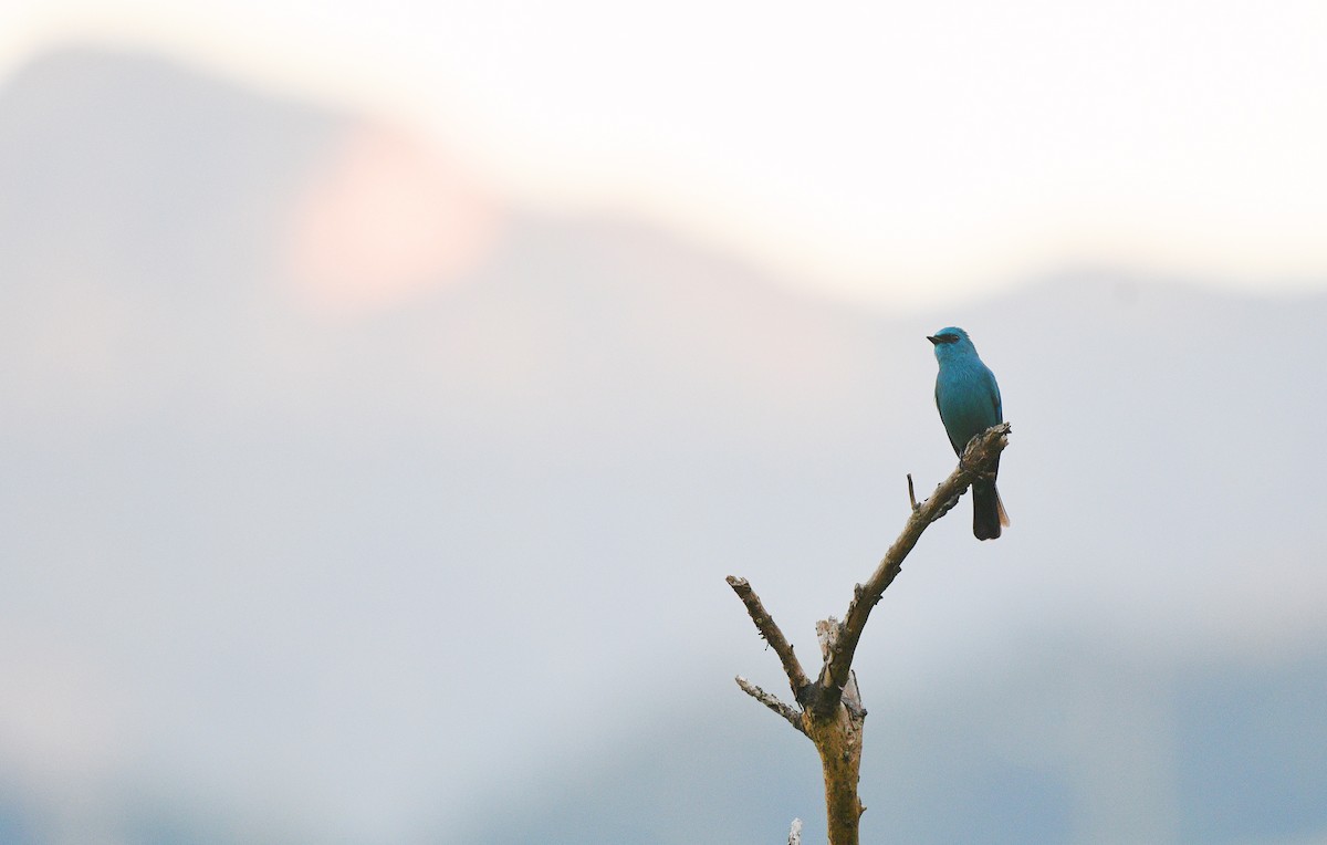 Verditer Flycatcher - ML396553961