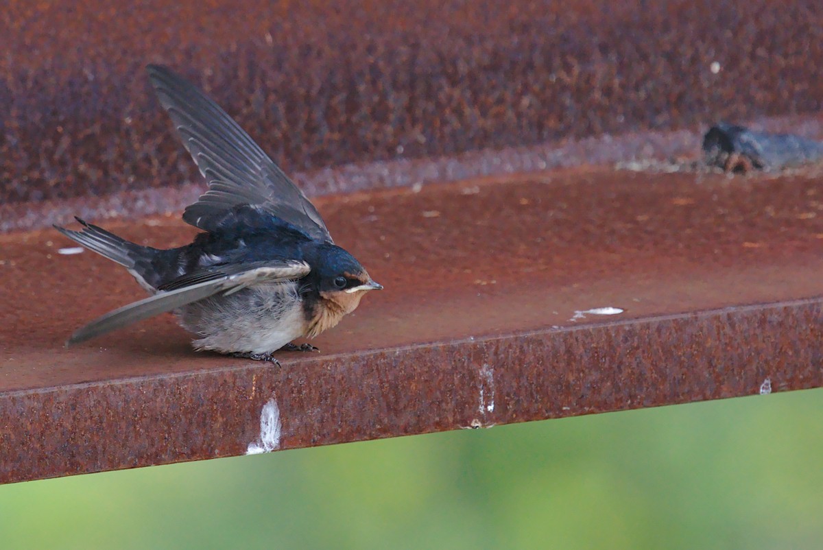 Welcome Swallow - Christopher Tuffley